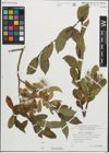 Foto von Salix pentandra L.